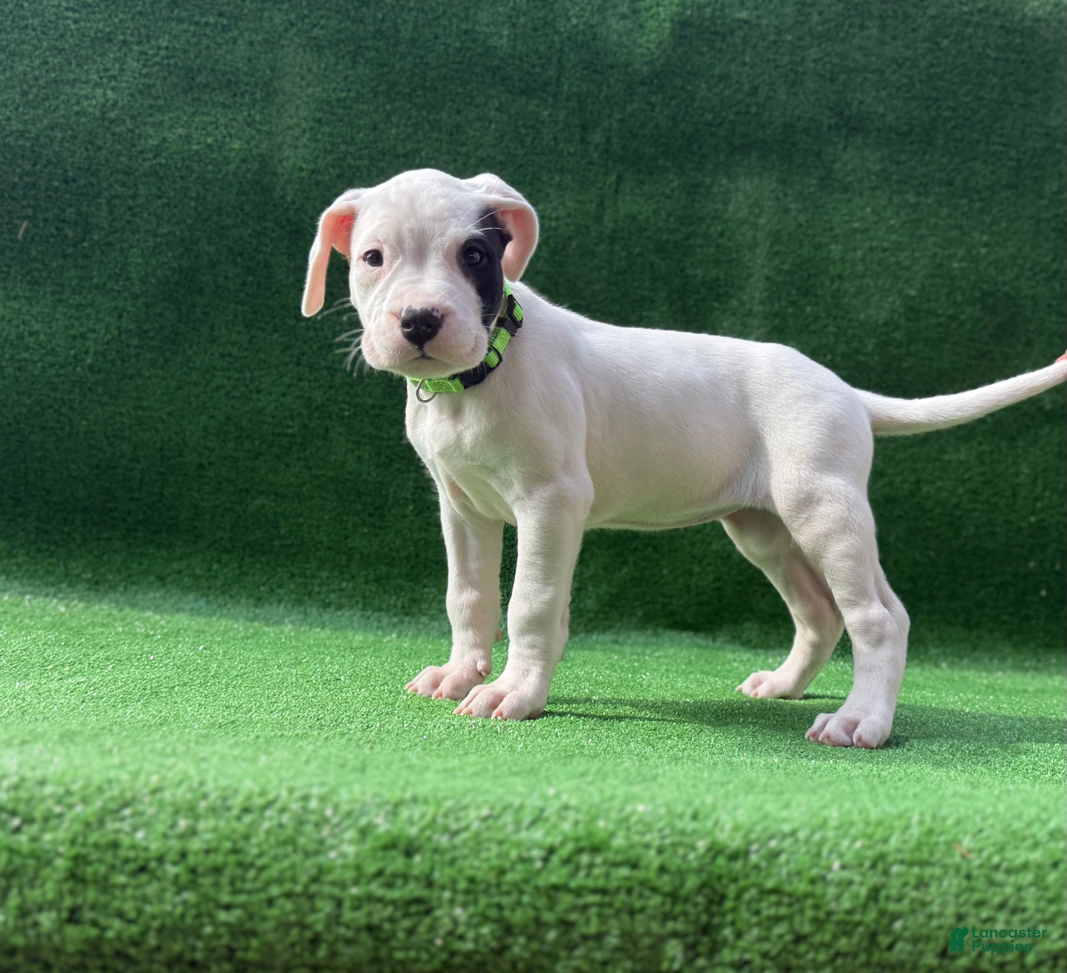 Dogo Argentino dogs Green - Ad 2
