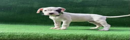 Dogo Argentino dogs for sale: Green - Ad 2