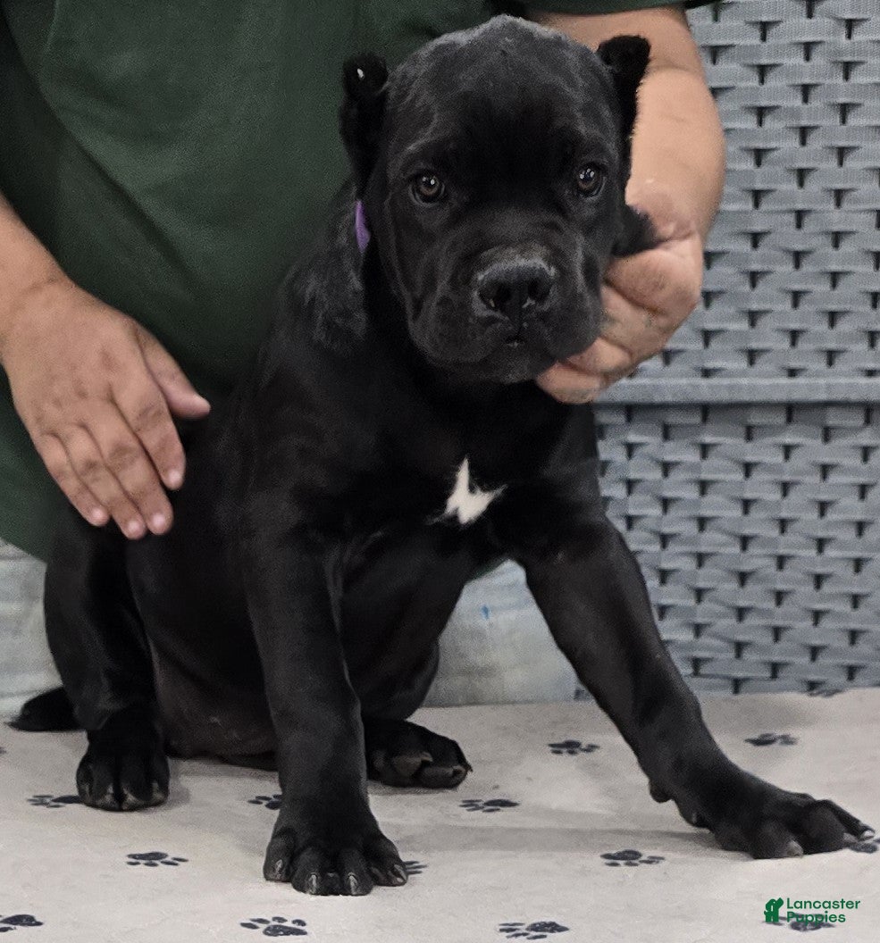 Cane Corso dogs Purple Girl - Ad 2