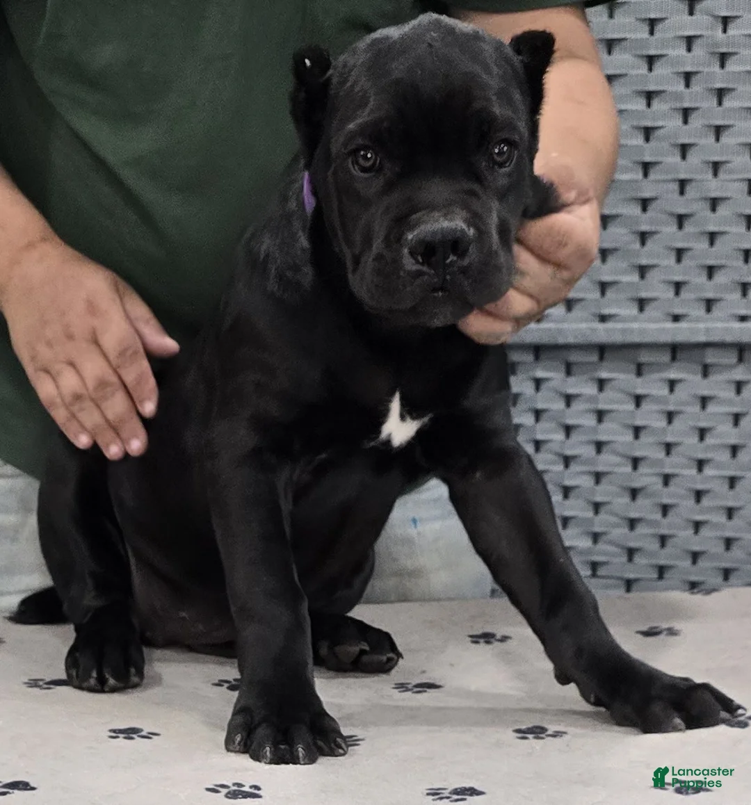 Cane Corso dogs for sale: Purple Girl - Ad 2