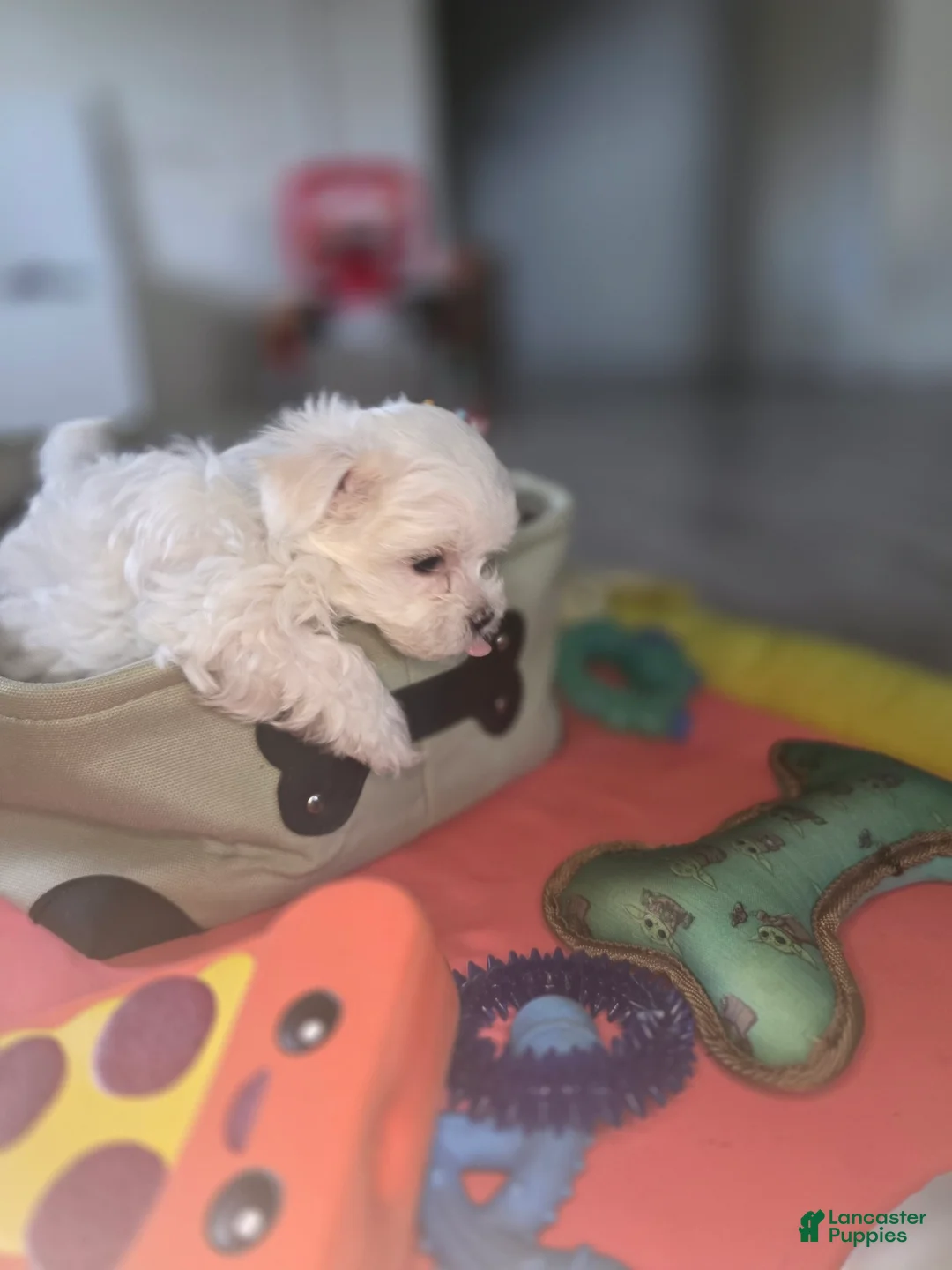 Maltese dogs for sale: 🐾 Male Maltese Puppy – Playful, Charming & Tiny - Ad 2