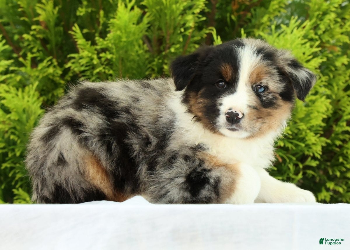 Australian Shepherd dogs for sale: Chip - Ad 5