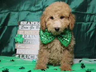 Toy Poodle dogs Garnet - Ad 20