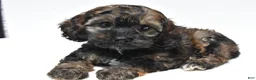 Cockapoo dogs for sale: Scout - Ad 1