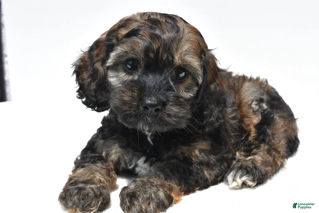 Cockapoo dogs for sale: Scout - Ad 1