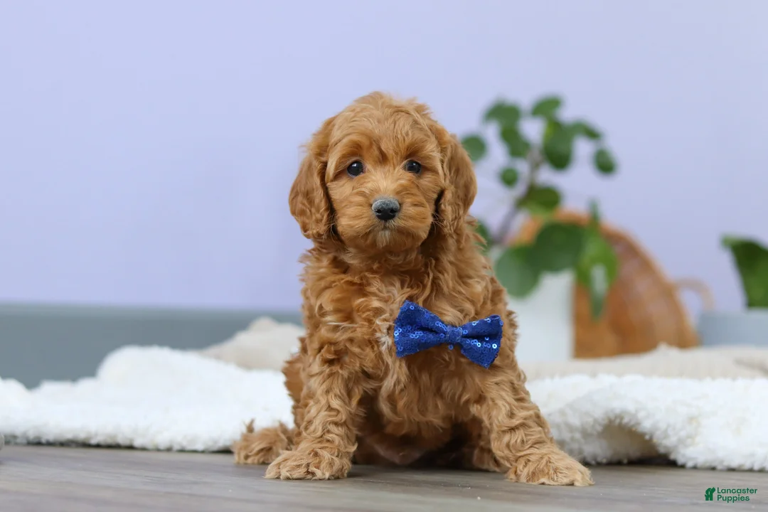 Cockapoo dogs for sale: Luca - Ad 7