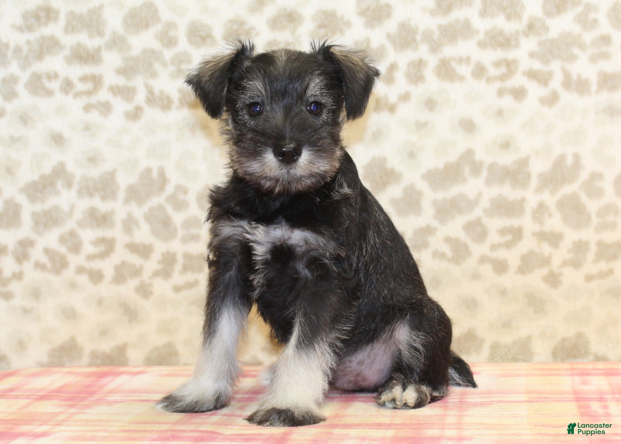 Miniature Schnauzer dogs Fred - Ad 7