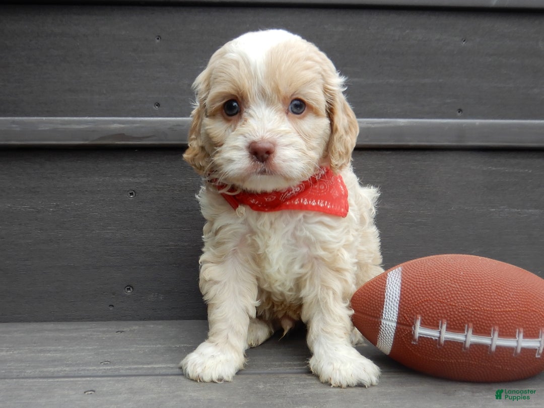 Cockapoo dogs for sale: Joey - Ad 4