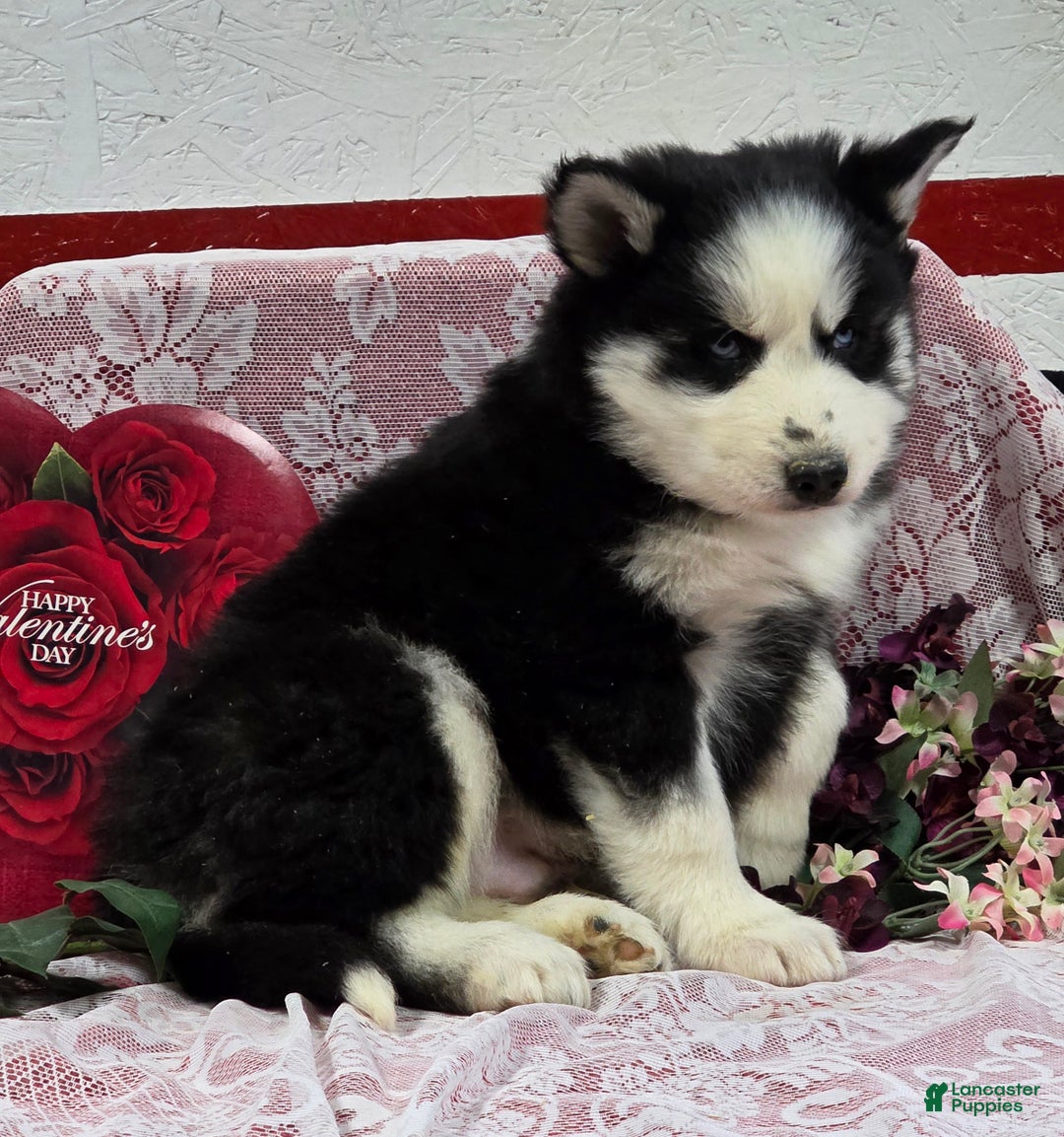 Siberian Husky dogs for sale: Kipton  - Ad 2