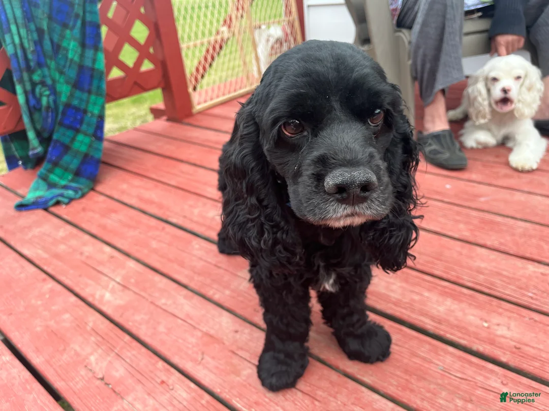 Cocker Spaniel dogs for stud: Cocker spaniel stud - Ad 2