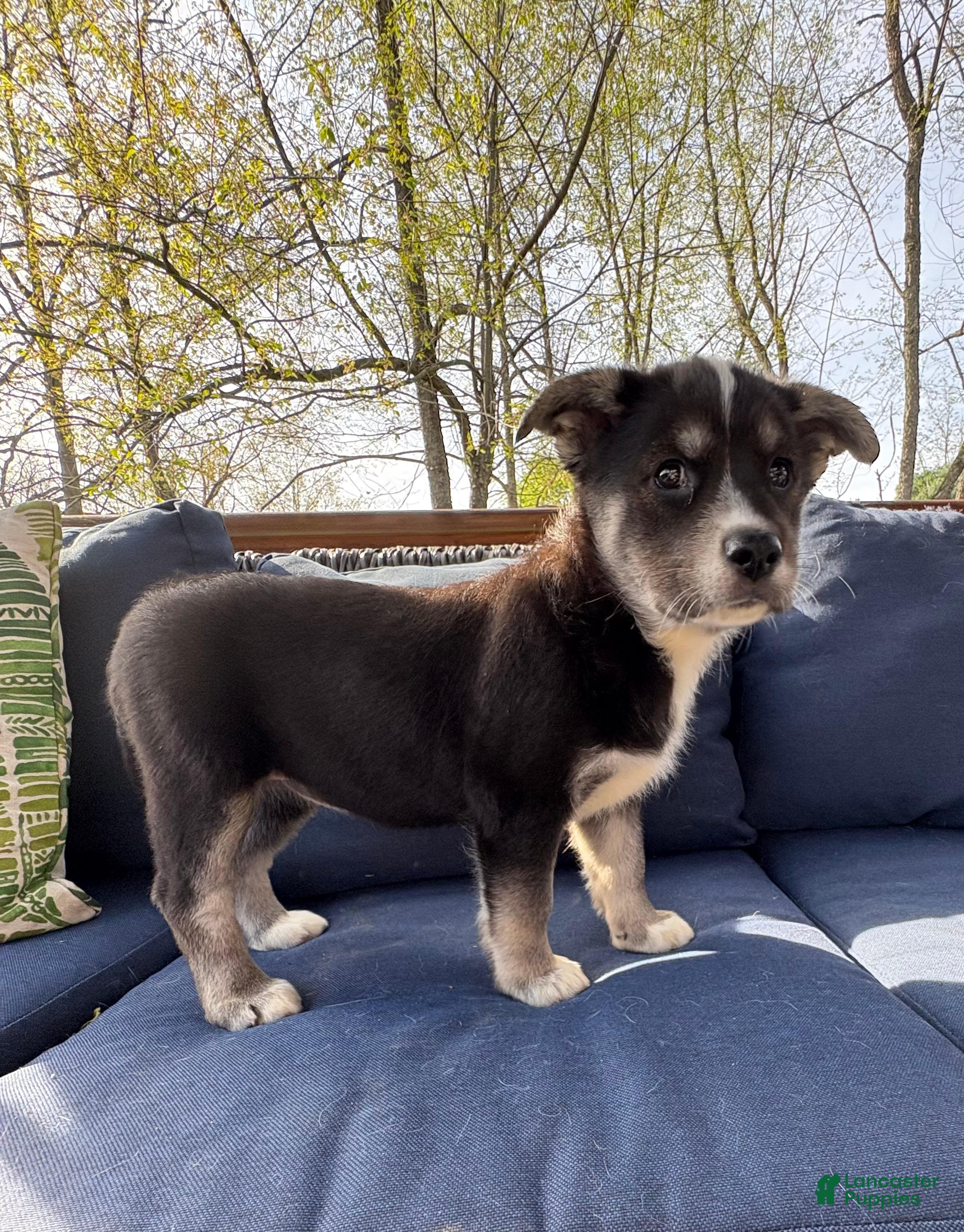 Mixed Breed dogs My Girl - Ad 14