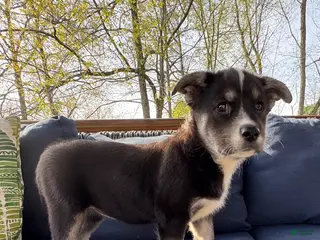 Mixed Breed dogs My Girl - Ad 14