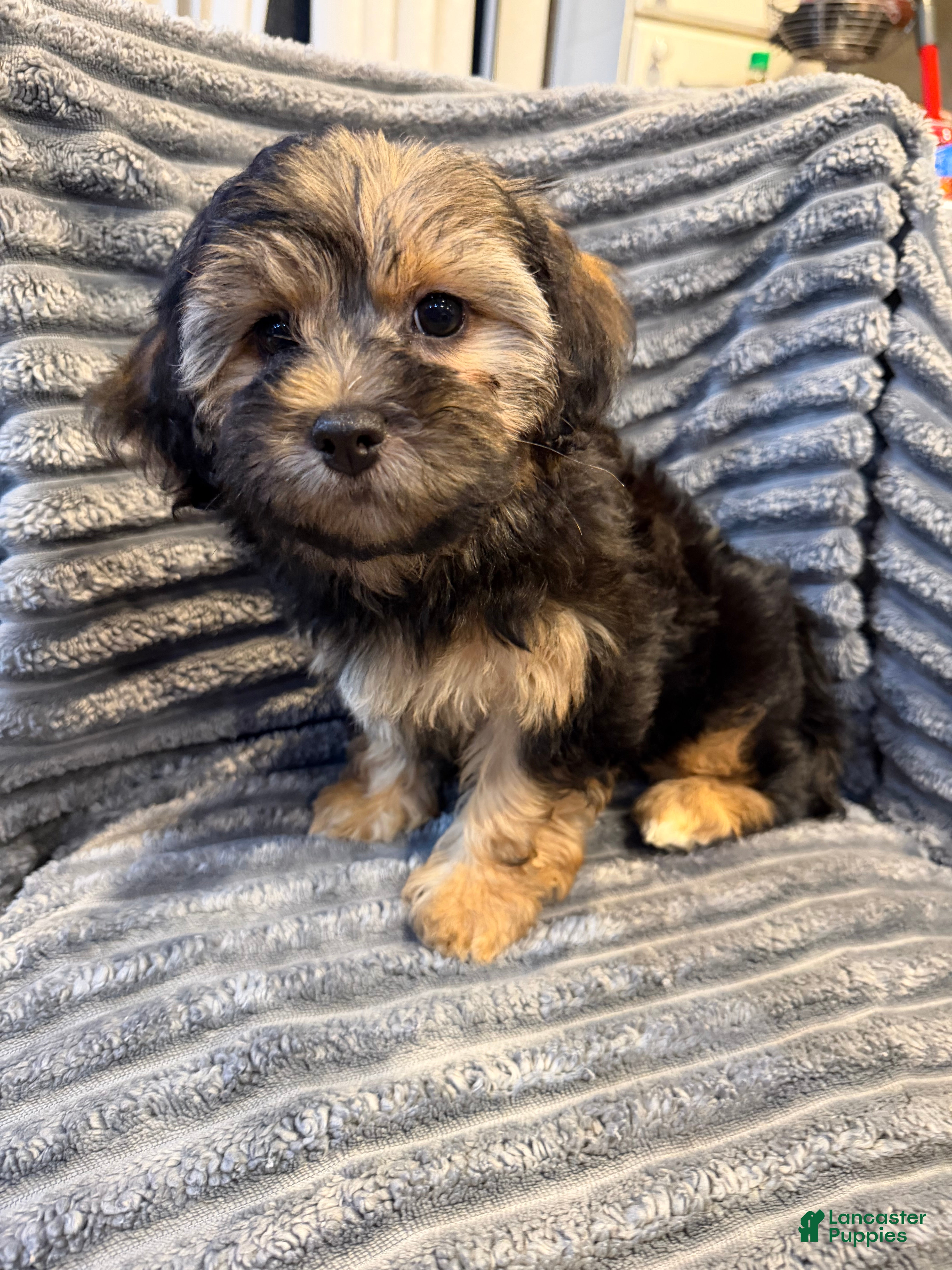 Mixed Breed dogs Pepper  - Ad 2