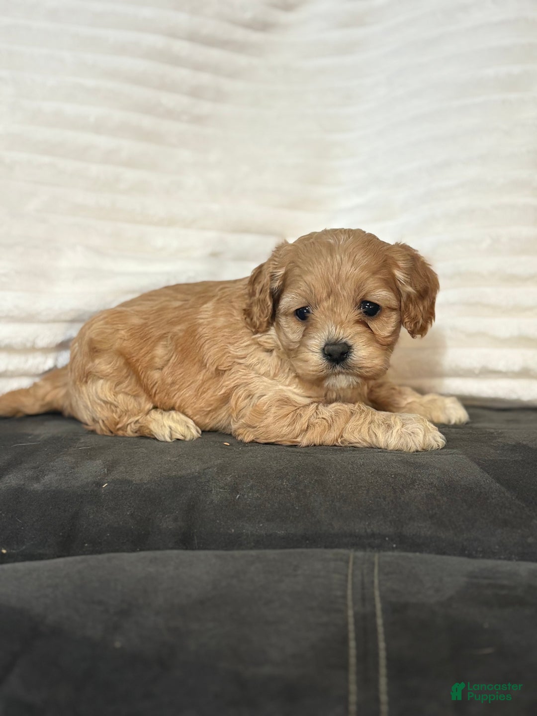 Cockapoo dogs for sale: Tiger - Ad 1