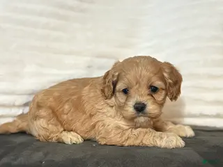 Cockapoo dogs Tiger - Ad 41
