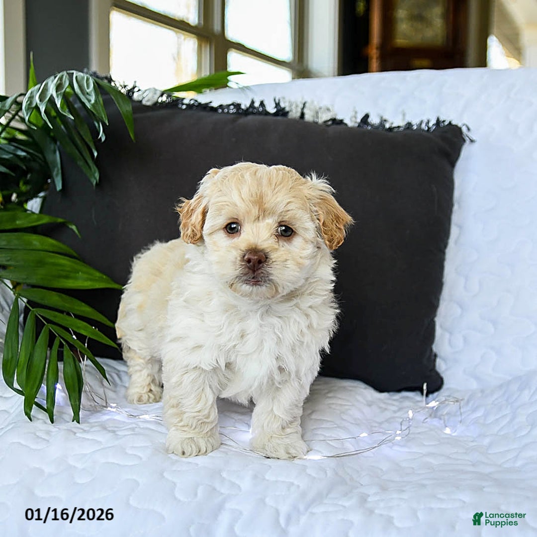 Mixed Breed dogs for sale: Creamer - Ad 3