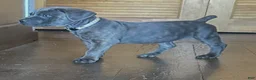 Cane Corso dogs for sale: Isla - Ad 5