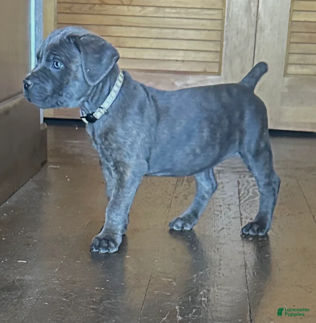Cane Corso dogs for sale: Isla - Ad 5