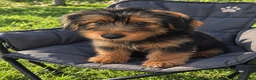 Yorkshire Terrier dogs for sale: Amiri - Ad 4