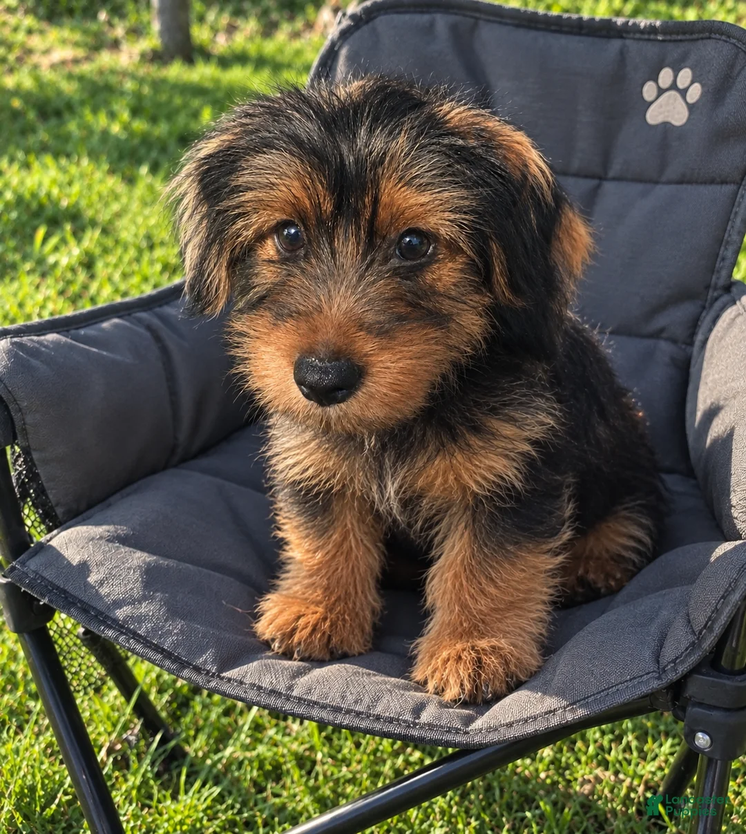 Yorkshire Terrier dogs for sale: Amiri - Ad 4