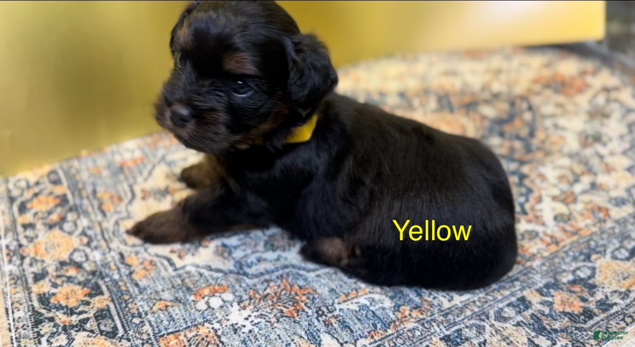 Yorkshire Terrier dogs King - Ad 17