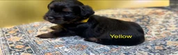 Yorkshire Terrier dogs for sale: Teddy - Ad 3