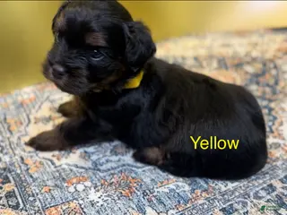 Yorkshire Terrier dogs King - Ad 17