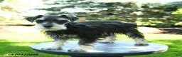 Miniature Schnauzer dogs for sale: Banner - Ad 3