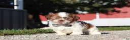 Shih Tzu dogs for sale: Micah - Ad 6