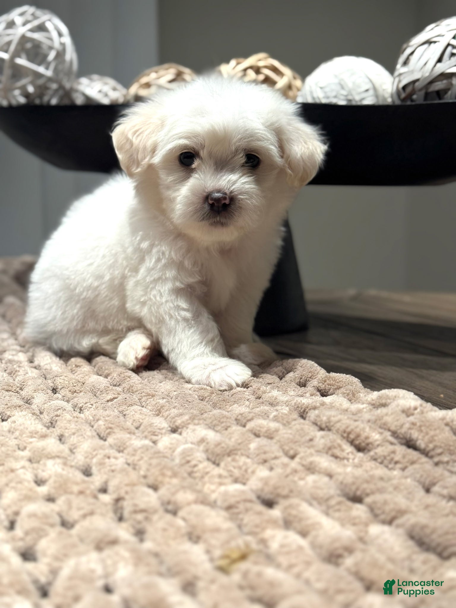 Maltipoo dogs Danny - Ad 6