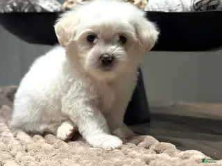 Maltipoo dogs Danny - Ad 16