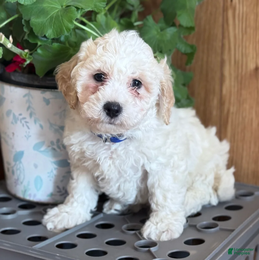 Bichpoo dogs for sale: Snowball - Ad 4