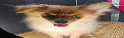 Pomeranian dogs for sale: Pepper's Long Shot - "Archer" - Ad 4