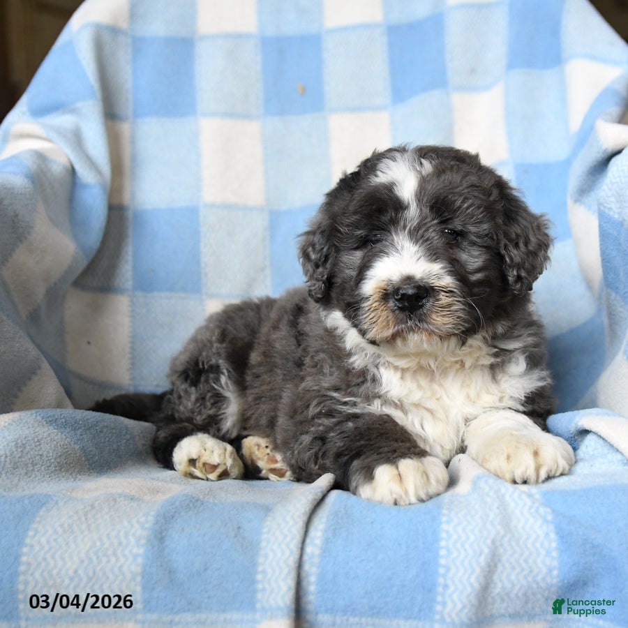 Bernedoodle dogs Lucky - Ad 2