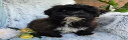 Shihpoo dogs for sale: Lenny - Ad 5