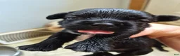 Mixed Breed dogs for sale: Mixed Breed 5 - Ad 2