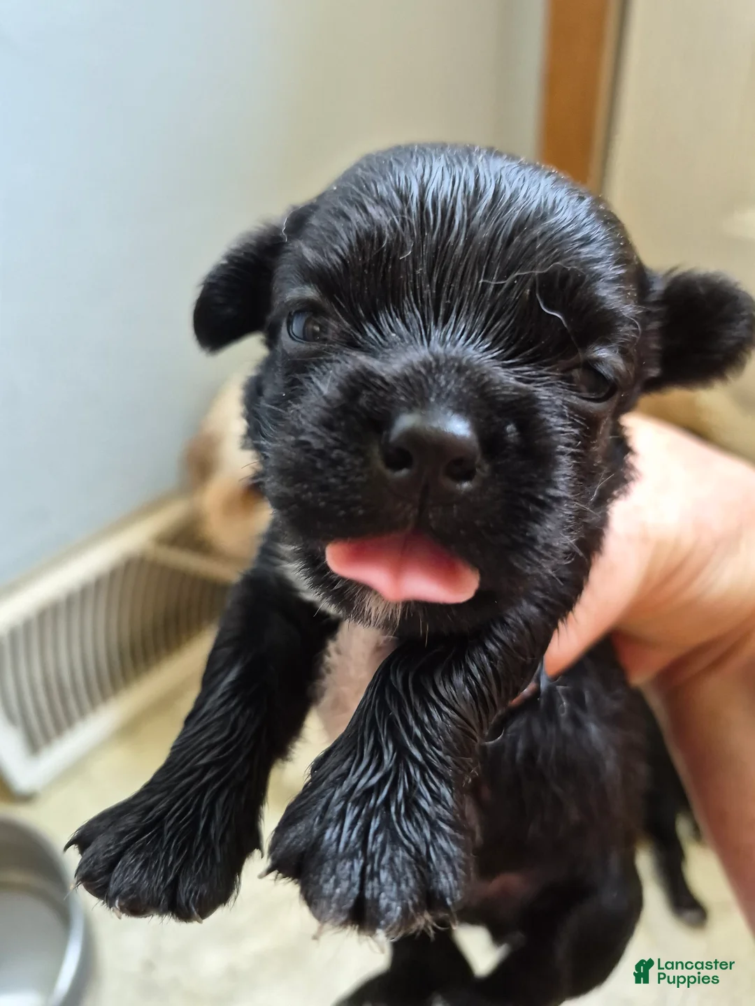 Mixed Breed dogs for sale: Mixed Breed 5 - Ad 2