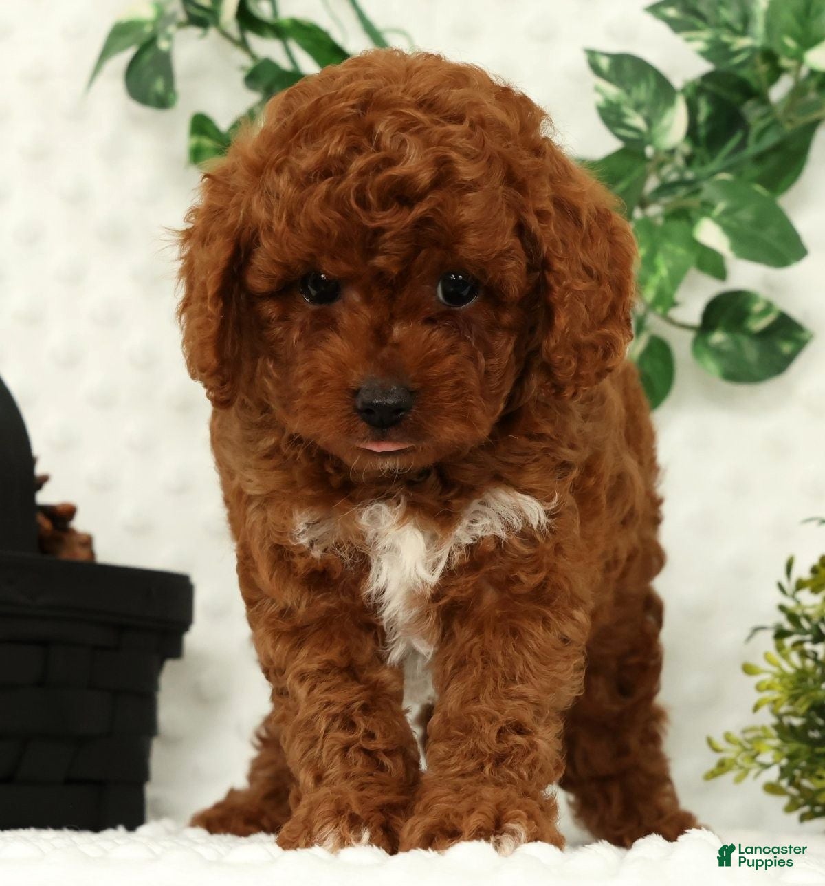 Cavapoo dogs Logan - Ad 2