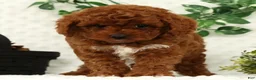 Cavapoo dogs for sale: Logan - Ad 2
