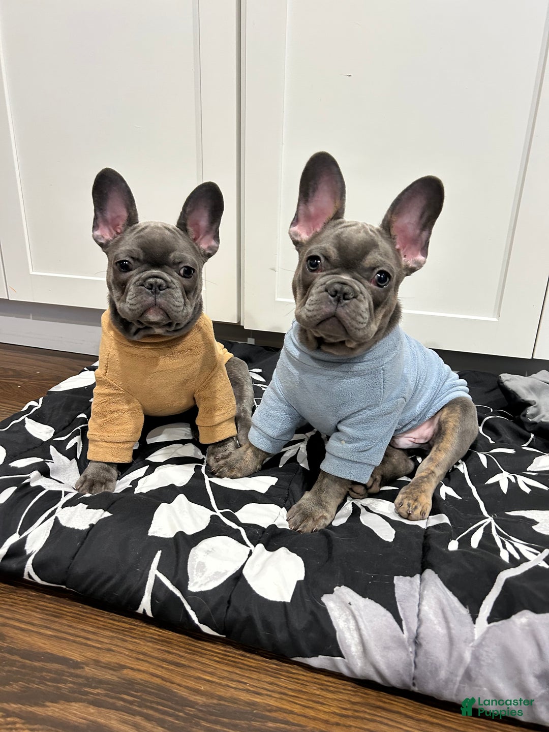 Gallery Image {{count}}