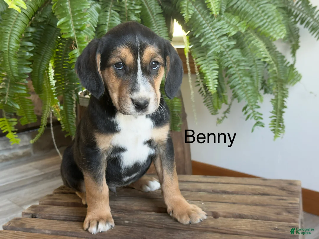 Mixed Breed dogs for sale: Benny - Ad 1