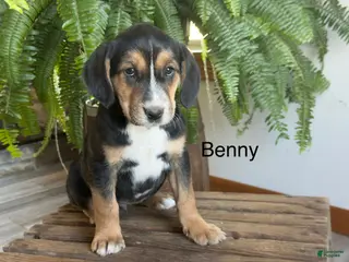 Mixed Breed dogs Benny - Ad 14