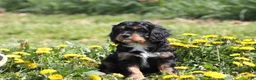 Cavapoo dogs for sale: Chucky - Ad 3