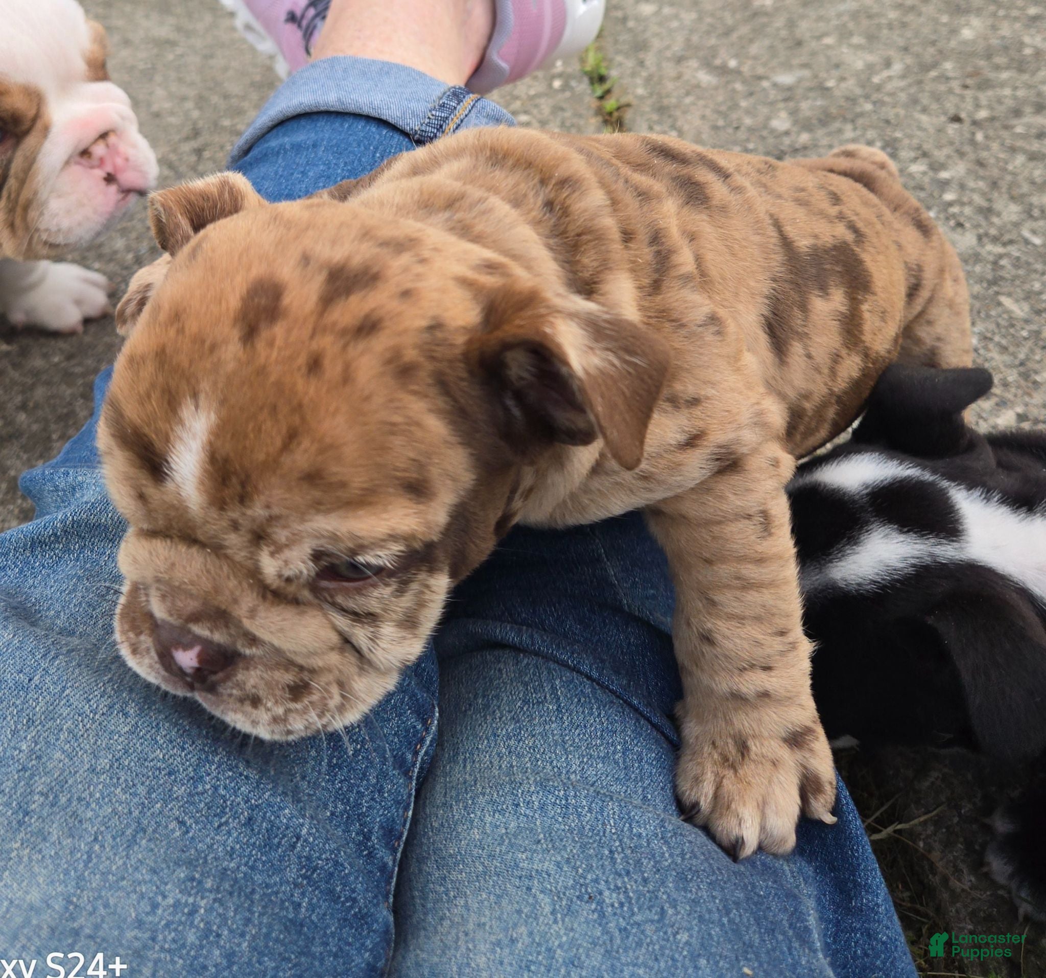 English Bulldog dogs Josie - Ad 2