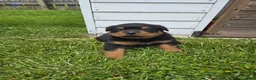 Rottweiler dogs for sale: Bingo  - Ad 3