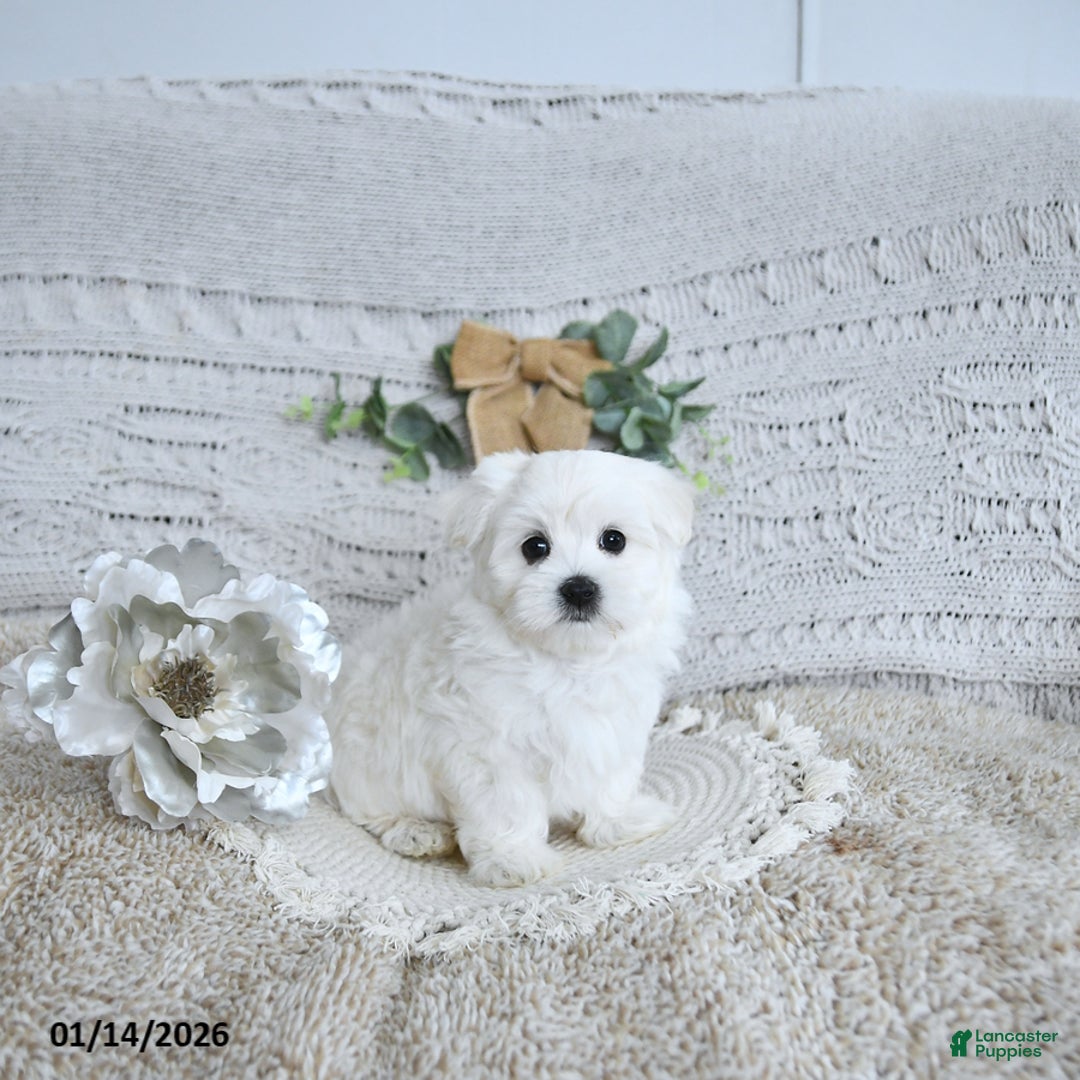 Maltese dogs for sale: Finn EXTRA SMALL - Ad 1