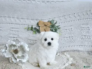 Maltese dogs Finn EXTRA SMALL - Ad 39