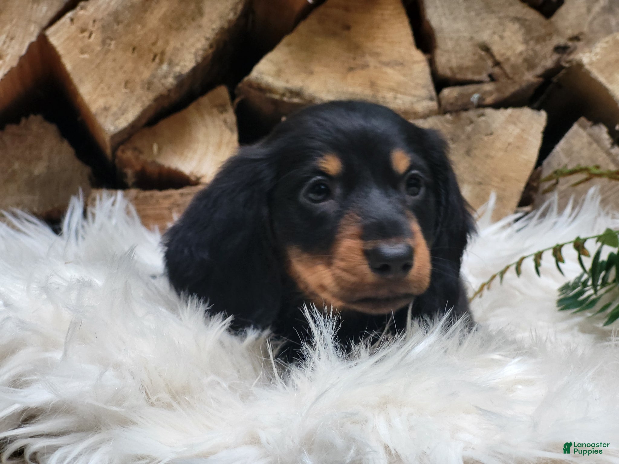 Miniature Dachshund dogs Benny - Ad 2