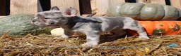 Mixed Breed dogs for sale: Cleo - Ad 7