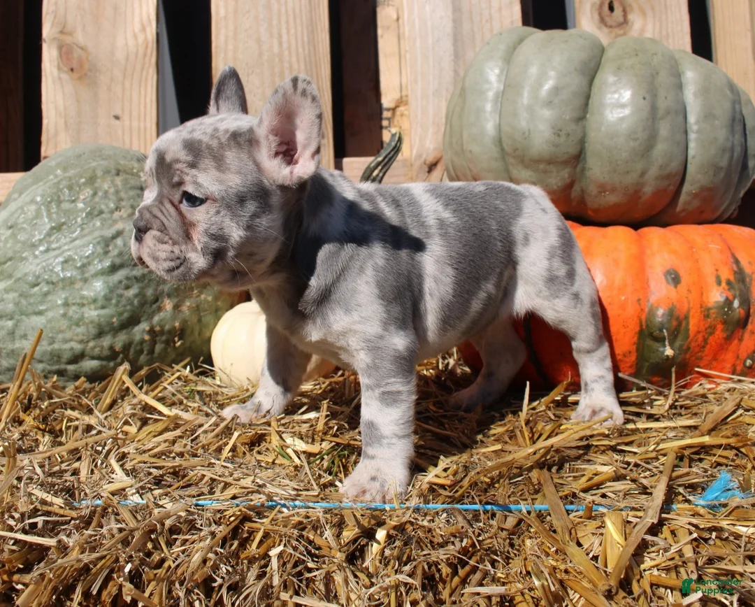 Mixed Breed dogs for sale: Cleo - Ad 7